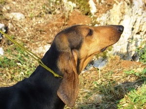 Ozbeklar qanday sikishadi